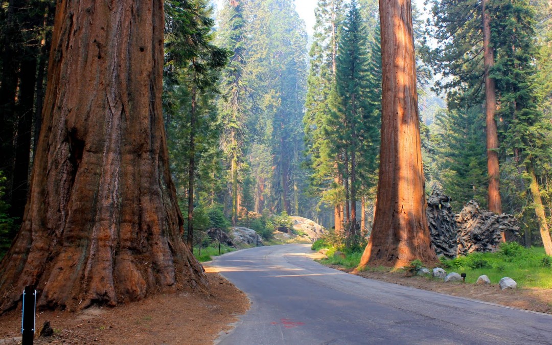 2011 – Le parc national Sequoia