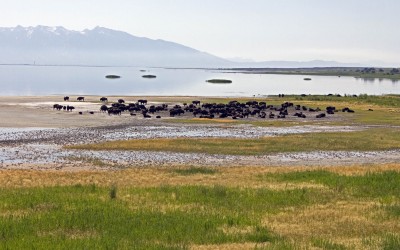 2011 – Les Salt Flats et Antelope Islands (Utah)