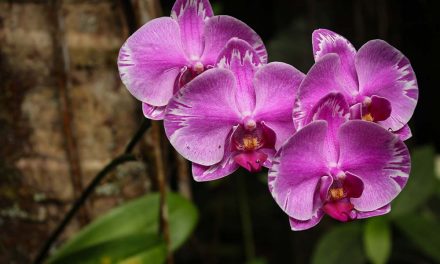 Été 2016 – Big Island-Hawaii, partie 1 (Jardin botanique et le Refuge)