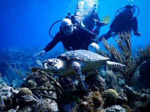 Voyage de plongée aux Iles Cayman