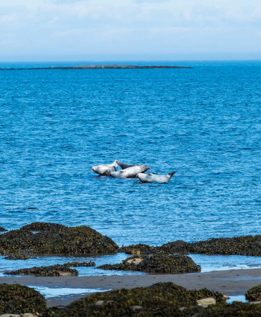 Observation des phoques à Cap Caribou